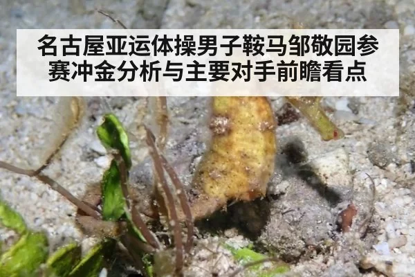 名古屋亚运体操男子鞍马邹敬园参赛冲金分析与主要对手前瞻看点